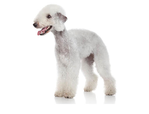 Bedlington store terrier kennel